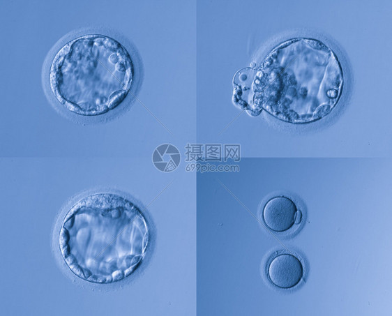 人工受精图片