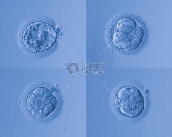 单元格鸡蛋图片