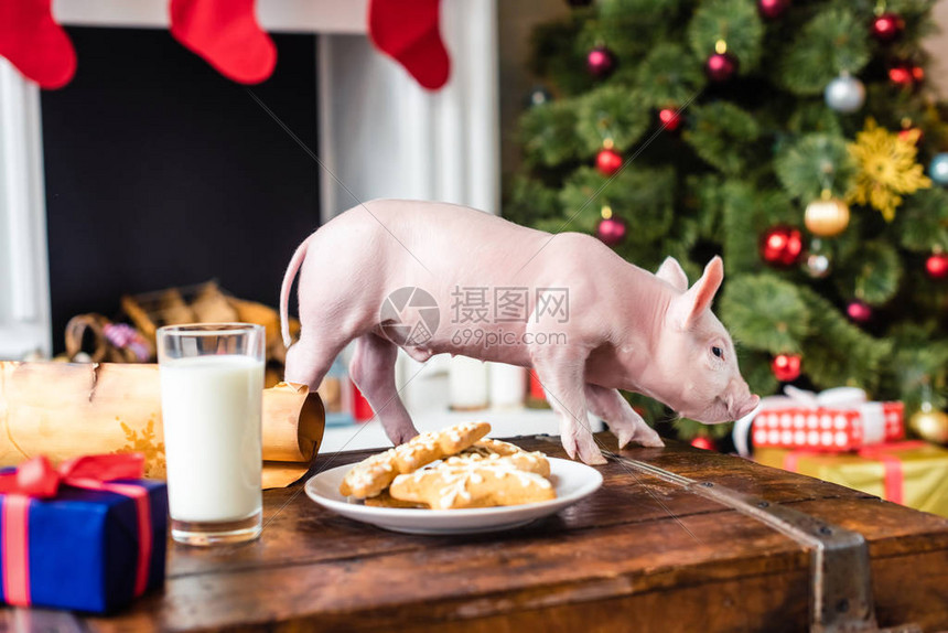 圣诞时木箱上的小可爱猪和饼图片