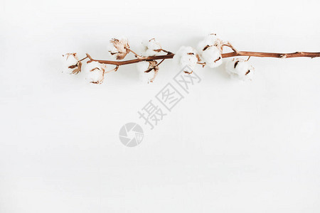 白色背景的棉花枝被孤立平坦的躺下图片