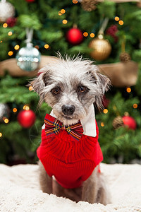 可爱的混合梗小型邋遢狗穿着红色电缆针织毛衣和格子领结坐在装饰和点图片