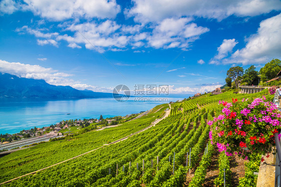 自2007年以来被联合国教科文组织列为世界遗产的著名拉沃葡萄酒产区的葡萄园梯田的美丽风景图片