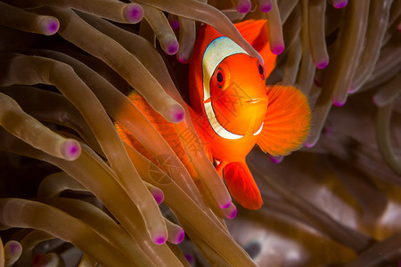 海葵中栗色小丑鱼的水下照片图片