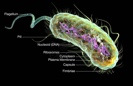 说明显示Esherichia大肠菌细大肠杆菌与核素RibocomesCytoplasmFlagellum和Fi图片