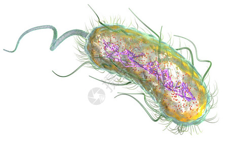 说明显示Esherichia大肠菌细大肠杆菌与核素RibocomesCytoplasmFlagellum和Fi图片