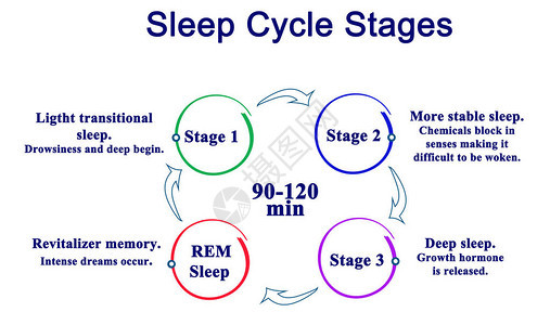 睡眠周期阶段图图片