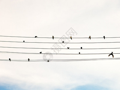 电线中的燕子喜欢乐谱或吉他线图片