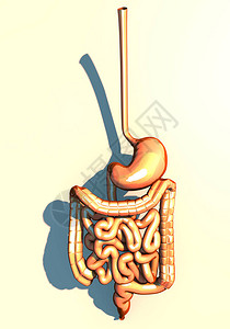 内骨消化系统胃食道双脑长阴暗结肠背景图片