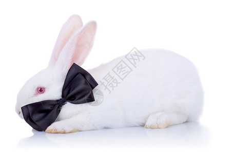 可爱的白兔子有黑色领图片