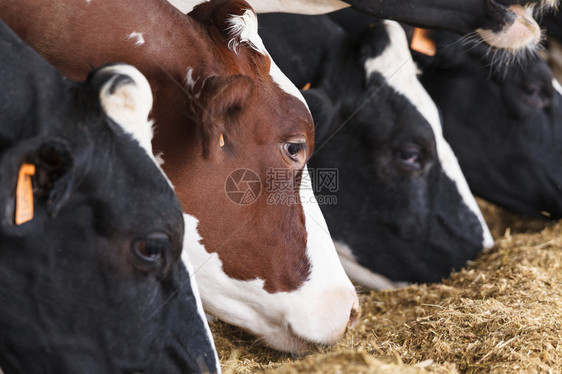 在马厩里吃干草的母牛中棕色母牛的特写图片