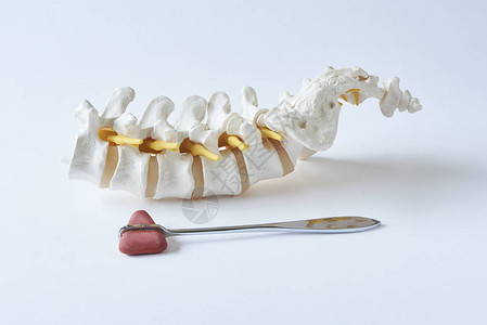 白色背景下神经病学办公室人工腰椎图片