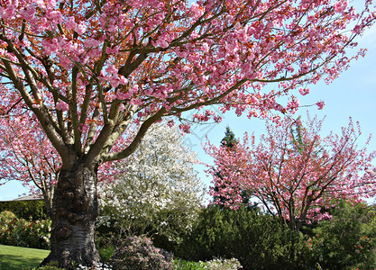 初春的樱花树图片