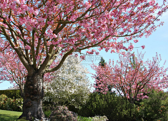 初春的樱花树图片