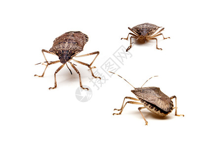 三个棕色的挂号臭虫或盾牌虫在白色背景图片