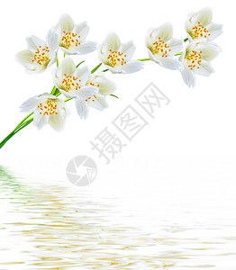 白色茉莉花白色背景上的茉莉花枝图片