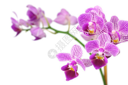 近距离靠近一个紫兰花在Phalaenopsis家族图片