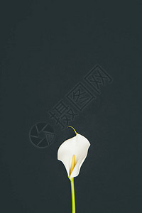 嫩盛开的马蹄莲花上黑色孤立图片