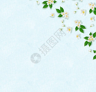 枝条明亮的白色茉莉花春天的成分图片