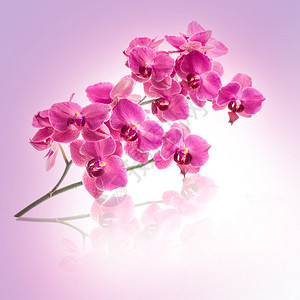 粉红色背景上的兰花图片