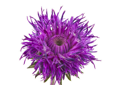白色背景上的紫色花背景图片