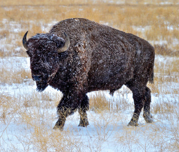 黄石公园的美洲野牛图片