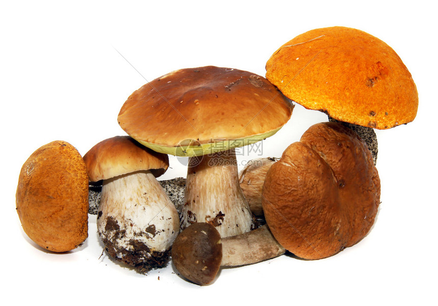 波西尼蘑菇Boletusedulisakabolete或一便士小面图片