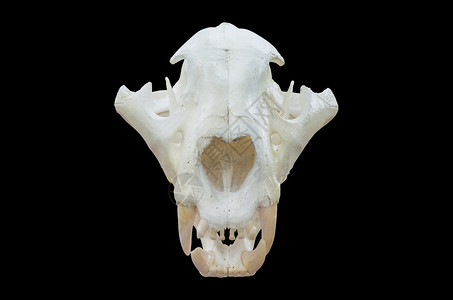 在黑色背景上孤立的老虎头骨图片