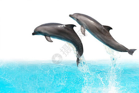 两只海豚正从水中跳出孤立在白的白海图片