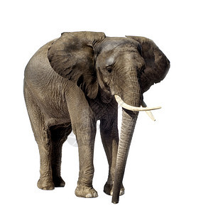 白色背景面前的大象Name大象info背景图片