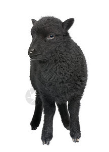 年轻的黑色小黑嘘白色背景面前的公羊图片