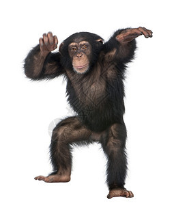 年轻黑猩舞蹈西米亚巨人5岁在白人图片