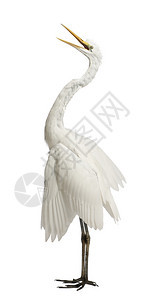 伟大的Egret或大白色Egret或普通Egret图片