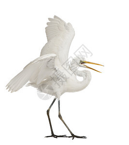 伟大的Egret或大白色Egret或普通Egret图片