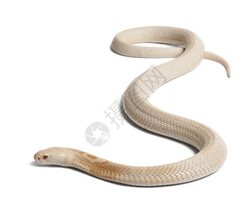 Albinos单立眼镜蛇Najakaouthia图片