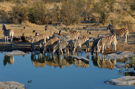 Zebras饮用水Moringa水井Etosha公图片