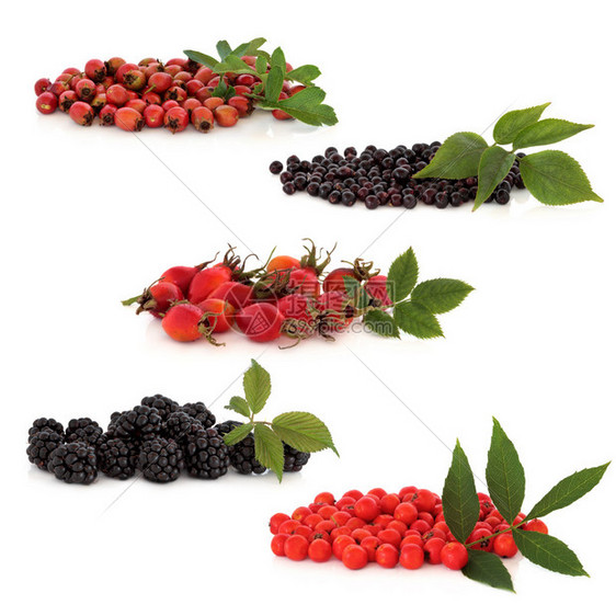 野生果实收藏的胡须大草莓玫瑰薯黑莓和罗兰浆图片
