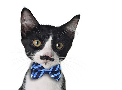 可爱的黑白小猫留着小胡子和领结图片