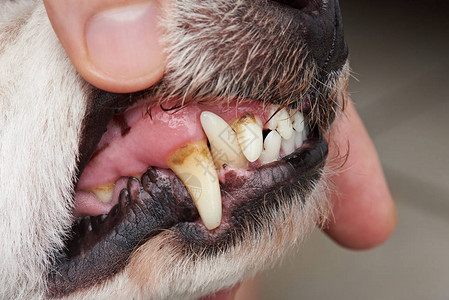 牙缝合的狗牙洞穴兽图片