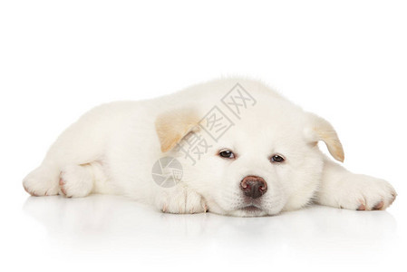 日本白色秋田伊努小狗以白色背景为食图片