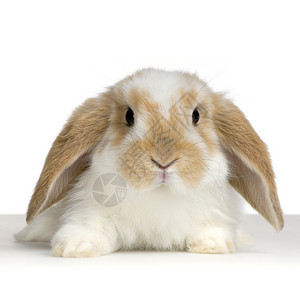 在白色背景面前的一只Lop兔子上紧图片