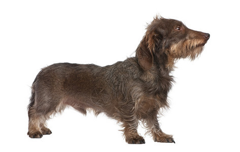 一只棕色刚毛腊肠犬在白色背景前抬头3图片
