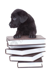 站在一堆书上看着它一边的黑色小黑实验狗们站立图片