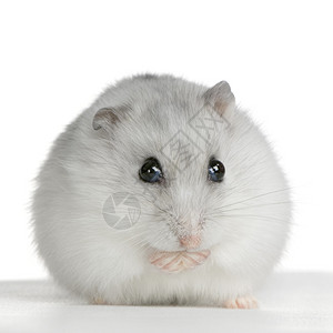 俄罗斯仓鼠在白色背景面前图片