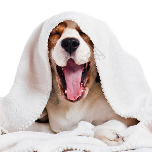 毛毯下打哈的狗在白色图片