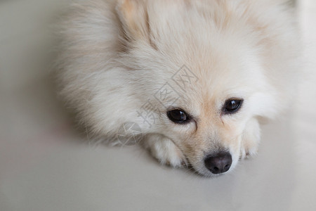 白色博美犬小狗可爱的宠物在家里背景图片