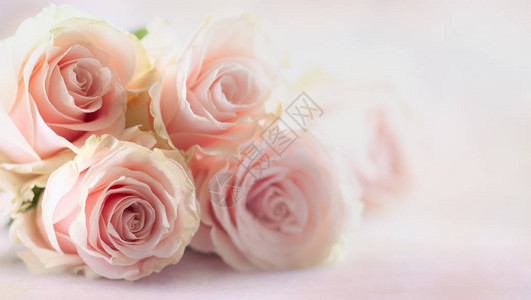 有粉红玫瑰的节日生活鲜花和玫瑰的成份图片