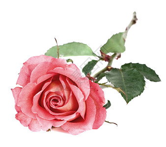 美丽而浪漫的粉红色玫瑰图片