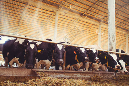 奶牛场农业农业和牲畜的概念一群奶牛在奶牛场的谷背景图片