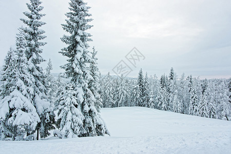 在冬季北极圈的芬兰Ruka森林中图片