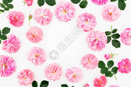 粉红玫瑰和叶子以圆形式在白背景图片